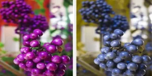 درباره اختلال کور رنگی و نحوه ایجاد آن چه می دانید
